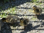 ducklings.jpg