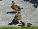 ducklings1.jpg