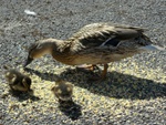 ducklings2.jpg