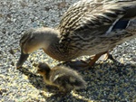 ducklings3.jpg